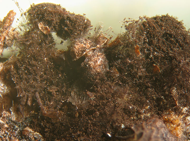 Diderma floriforme ?